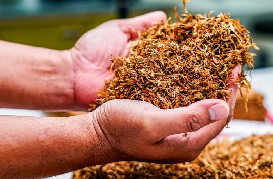 Tobacco leaves